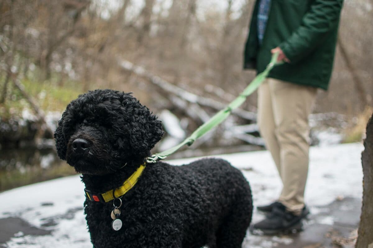 Dog exploring a creek during a canine enrichment walk in Potomac Maryland